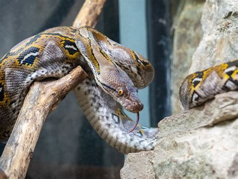  Effeet! Een Reptiel Met De Slangachtige Bewegingen Van Een Worm En De Ogen Van Een Havik