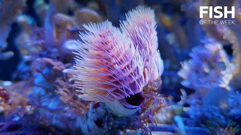  Fanworm! Een kleurrijke bewoner van de zeebodem met een fascinerende manier om zich te voeden.