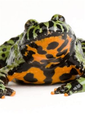  Fire-Bellied Toad: This Tiny Amphibian With Striking Colours Might Just Be Your Next Favorite Pet!