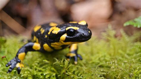  Fire Salamander: Een Vuurspuwende Amphibie met een Zorgwekkende Toekomst!