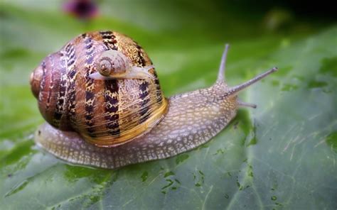  Garden Snail: This Shell-Covered Wonder Demonstrates Remarkable Adaptability Through Its Slime Trails and Impressive Escaping Prowess!