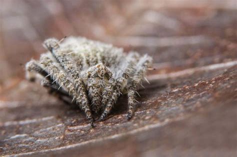  Muisspin: Een wonder van miniatuurarchitectuur met acht poten en een onweerstaanbare drang tot spinnen