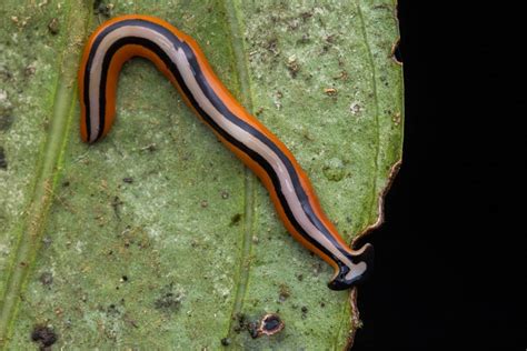  Ooplanaria: Een schitterende kruiper die zich door de wereld heen wriemelt!