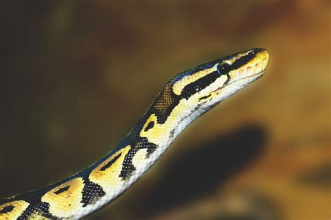  Python! Een reptiel met een hypnotiserende blik en een slangachtig lichaam dat zich moeiteloos door de natuur wringt