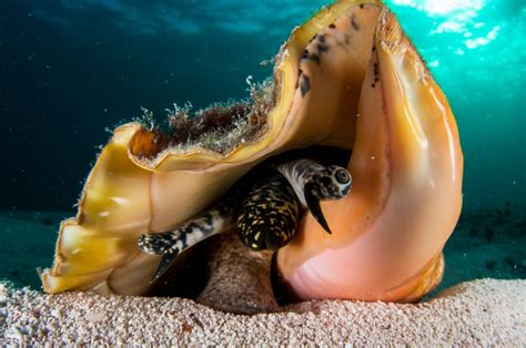  Queen Conch! A Gastropod Living on Sunshine and Sediment