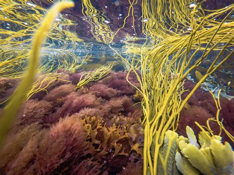  Ulthra: Een Vuurrode Wonder der Zeebodem met een Verborgen Skelet van Spiculae!