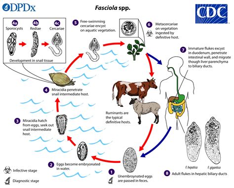  Vivipary Fasciola: Een Parasiet die Zich Verliest in de Complexiteit van Het Leven!