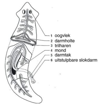  Whittakers Trematoda! Kleine Platwormen met een Grote Impact