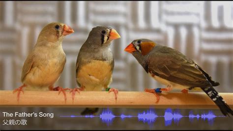  Zebra Finch: Met zijn vrolijke gezang en kleurrijke verenkleed een ware blikvanger in elke kooi!