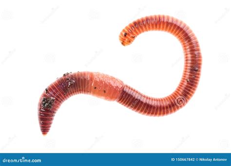  Aardworm: Een Beestachtig Schouwspel van Rolpolypologie en Delicate Segmentatie!