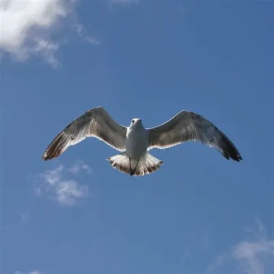  Albatros Een Meesterlijke Vogelaar Met Gevederde Vleugels Voor Overzeese Vluchten!