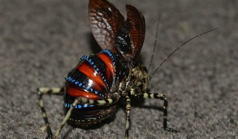  Bogkasbaas: Een Onverwachte Gastheer voor Zeldzame Insecten!