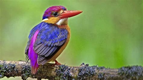  Carnavalis! Een Vogel Met een Kleurrijk Gevacht en Melodische Zang