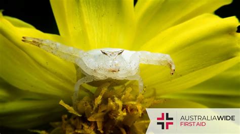  Celestial Crab Spiders: Weaving a Tapestry of Camouflage and Carnage!