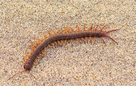  Centipede: Een duizendpoot met een verborgen talent voor akrobatiek!