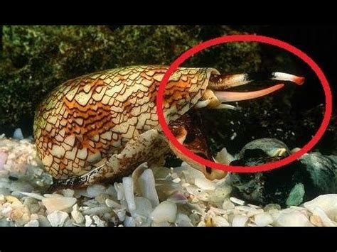  Cone Snail: Een Kleine Slaug Met Een Groote Slangengif!