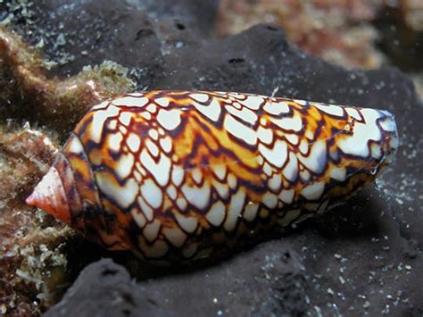  Cone Snail: Unveiling the Mystery Behind Shells With a Deadly Secret!