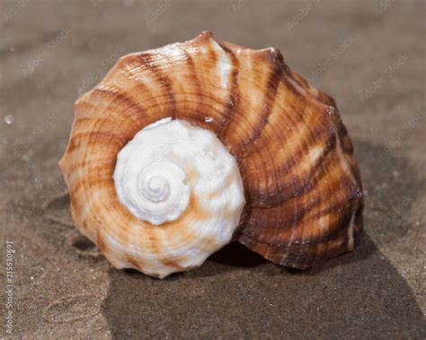  Doelink: Een Wezens Wonder van Slijmsporen en Kalkachtige Schalen!