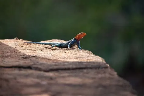  Draak Salamander: Een Kruipende Klok met Een Gekleed Hart van Steen