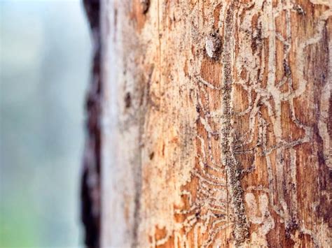 Efedra! Een bijzondere kever met een voorliefde voor oude, verweerde bomen en een verborgen levensstijl onder de schors.