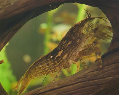  Eridonisus! Een schelpdier met een ongebruikelijke levenswijze en fascinerende filtertechnieken