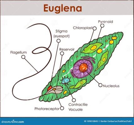  Euglena: Een Microscopische Marvel met Zowel Plant- als Dierlijke Eigenschappen!