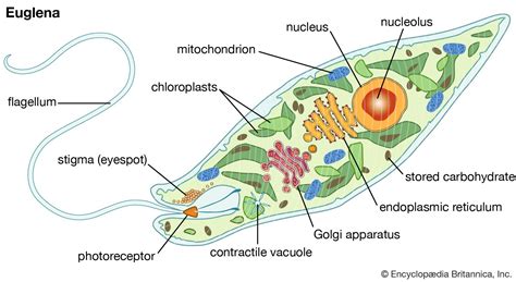  Euglena: Een enigmatisch eencellig organisme dat zowel plantaardige als dierlijke kenmerken vertoont!