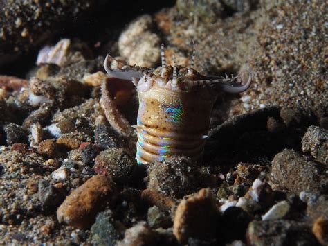  Eunicidae: De wonderbaarlijke wereld van borstelwormen met een hang naar het onverwachte!