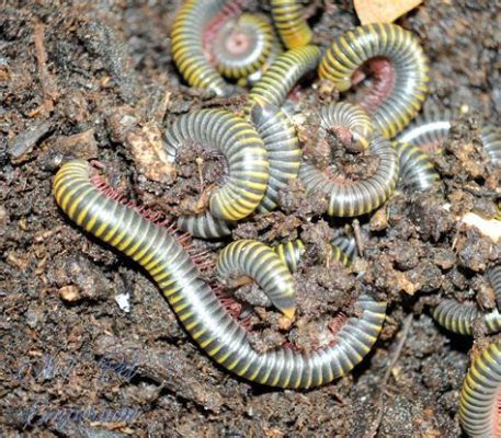  Eurasian Millipede! The Underrated Armored Crawler That'll Make You Rethink Your Centipede Bias