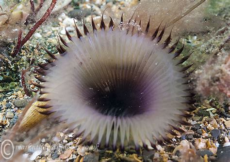  Eyelash Worm: Een Wonderlijke Wezens Met Ondulatoire Bewegingen Door Het Zoete Water!