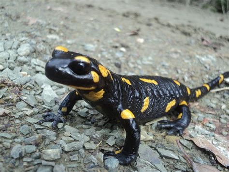  Fire Salamander: Een vuurrode bezoeker met een fascinerende metamorfose!