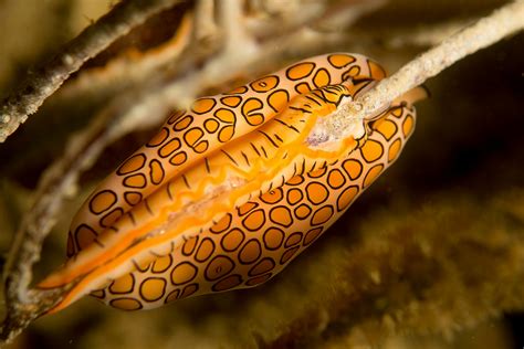  Flamboyant Flamingo-Tongues: A Deep Dive into the World of the Flamingo Tongue Snail!