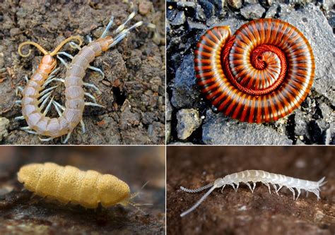  Freddieknie: Een Myriapode Met Meer Poten Dan Jij Dagen Heeft!