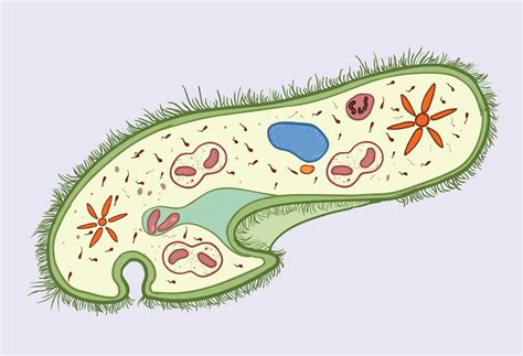  Genus Paramecium: Een Kleine Weerwolf van de Microkosmos die zich Voedt met Bacteriën!