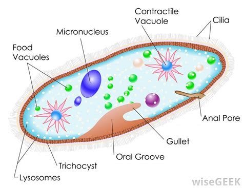 Glitter-covered Paramecia: How these microscopic organisms defy gravity and rule their miniature universe!