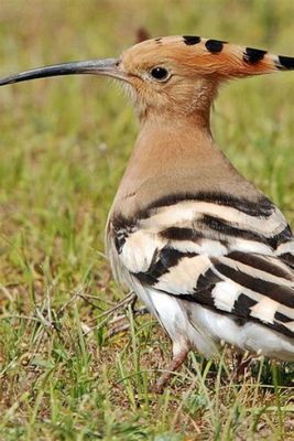  Hoopoe! Een Vogeltje Met Een Iets Te Groot En Kleurig Gebruiksvoorwerp Voor Het Dagelijkse Leven