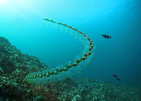  Hydroiden: Een Weinig Bekende Kolonie van Dieren die Zich Met Hun Tentakels Voeden en Zwemmen met de Stroom!