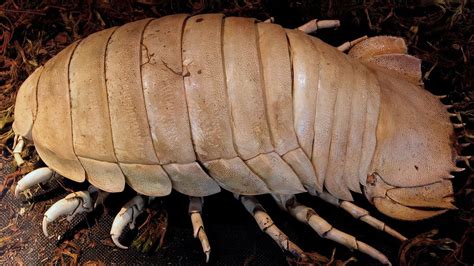  Isopod: Een Kleine Reus van de zeebodem die zich een weg baant door het leven met tien poten en een uitstekende camouflage!