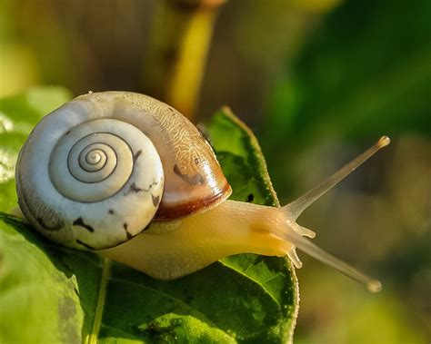  Jaspistes! Een bizarre slak met een prachtige spirale huisvesting en een fascinerende liefde voor de nacht