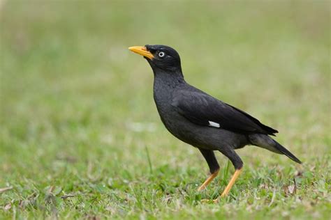  Javaanse Pijlstaart: Een Vogeltje Met De Luchtvaart Skills Van Een Vliegtuigpiloot!