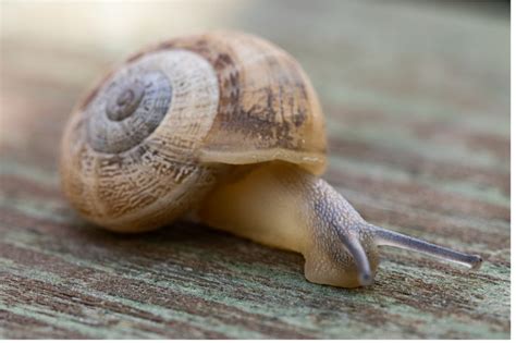  Kleierslak: Een Schelp met een Slap Gebit en een Zinderende Liefde voor Vetstikkende Modder!