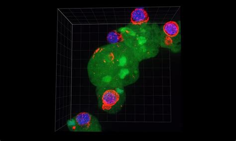  Kudoa: Een verborgen wereld van parasitaire amoeben die hun gastheer met een unieke dans besmetten!