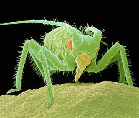 Leptomonas! Een Microscopisch Wonder dat zich Voedt met de Zoetheid van Planten en Insecten