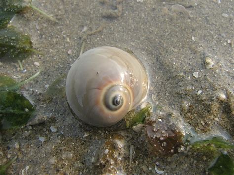  Lima Snails:  Where Soft Shell Meets Fierce Predation in an Underwater World!