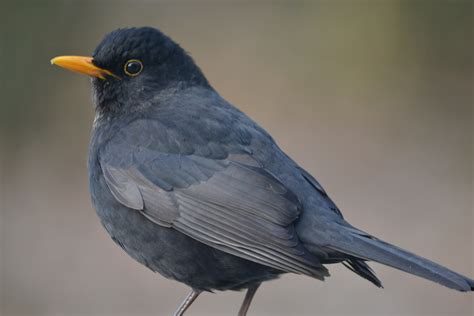 Merel! Een Vogeltje met een Iets te Luidruchtig Zangtalent en een Vluchtgewoonte die Je Zal Verassen