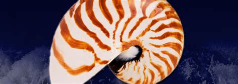   Nautilus: Een Weergave van Leven Lang Aanpassingsvermogen en Mysterieuze Diepte!