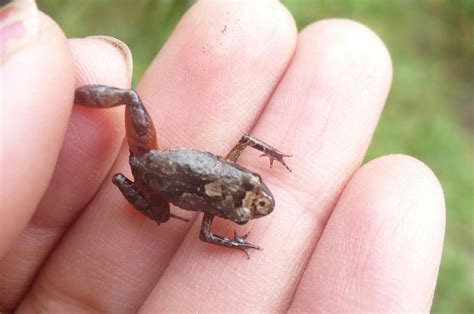  Noblella! Deze kleine kikker kan zich met gemak camoufleren en heeft de meest unieke reproductiemethode