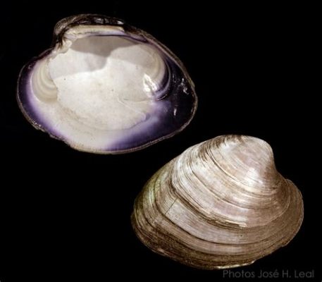  Northern Quahog: Een onopvallende schelp met een verrassend lange levensduur!