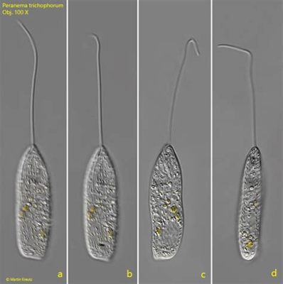  Peranema: Een Microscopisch Wonder van Beweging en Voedselverwinning!