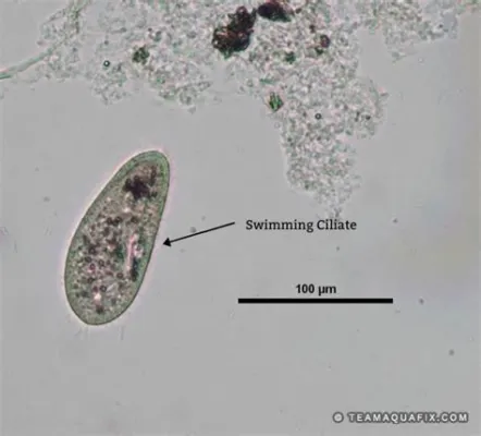 Quisquiliformis ciliates: Een mysterieuze microkosmos van zwemmende trilhaars en fascinerende symbiose!